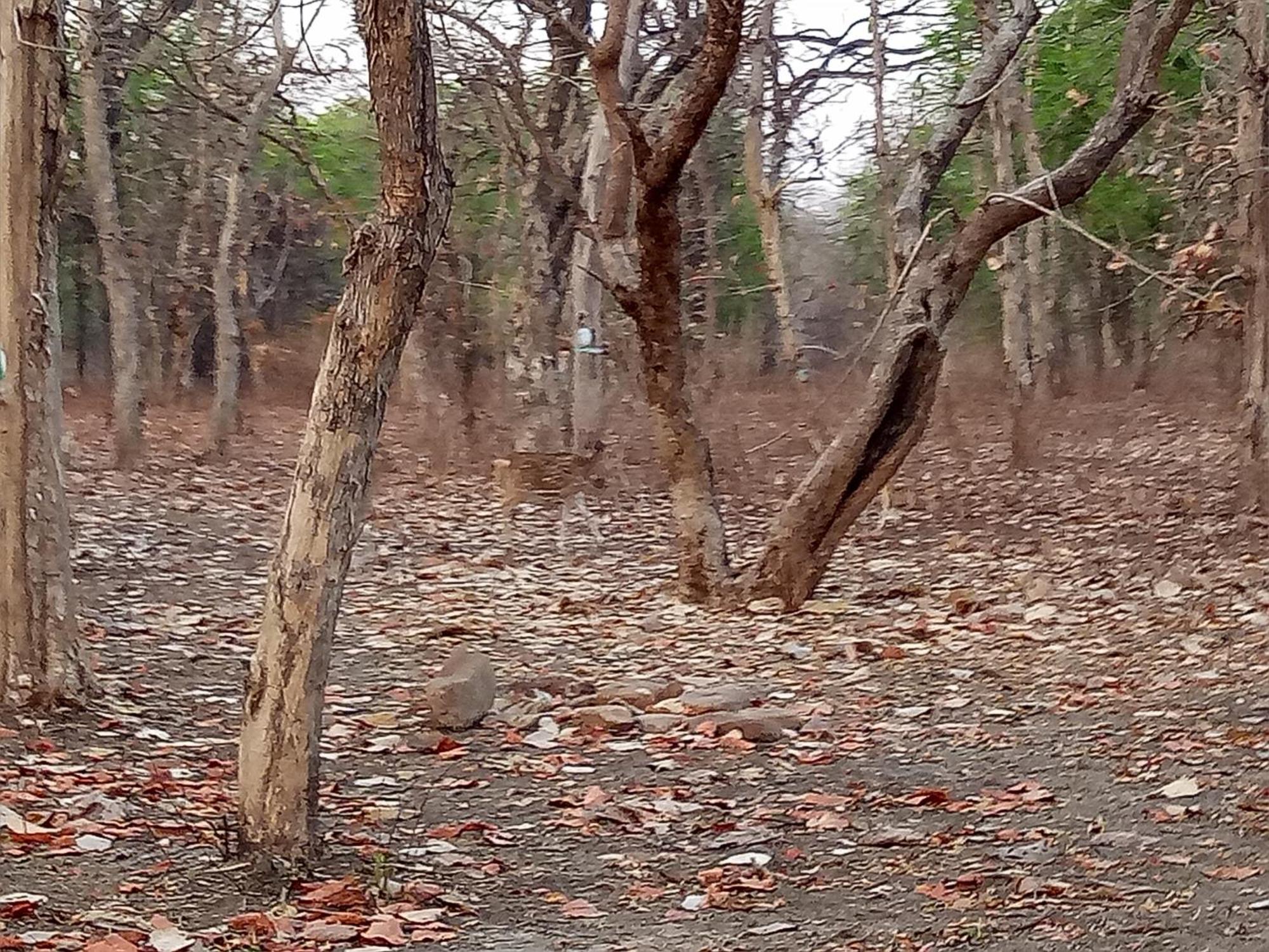 Abhiram Homestay Khajurāho Exteriör bild